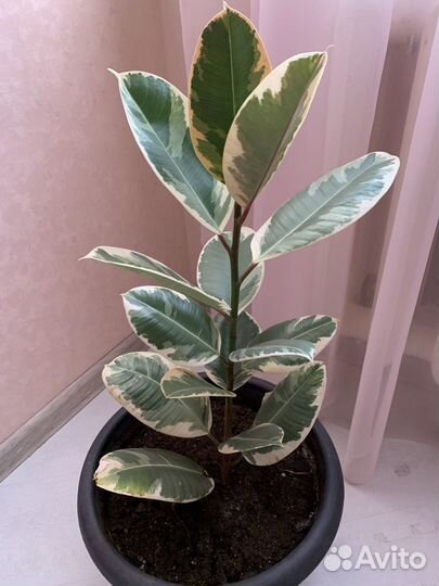 Фикус Тинеке