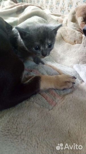 Котёнок в добрые руки