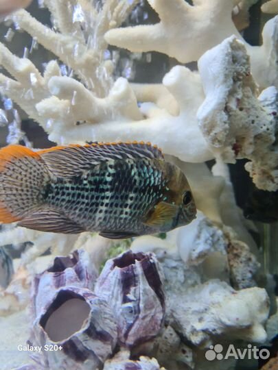 Самец акара бирюзовая