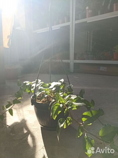 Плющ хедера лингуэста