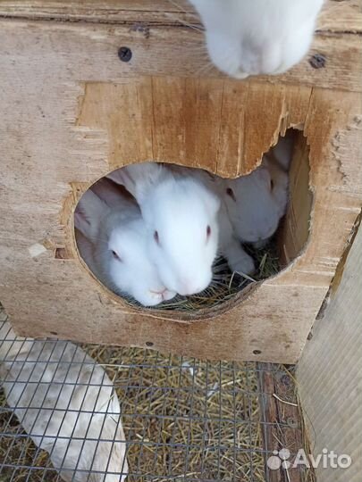 Кролики белый паннон