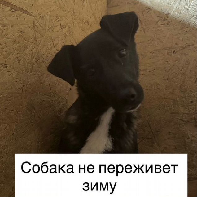 Взрослая собака в добрые руки