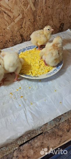 Цыплята кобб 500