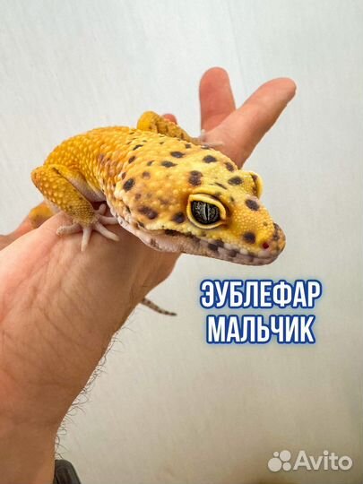 Эублефар (гекконы: мальчик и девочка)