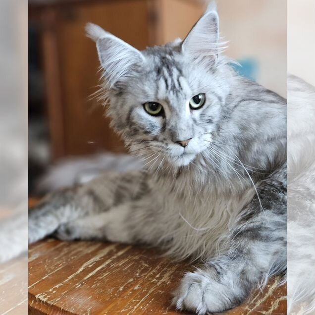 Мейн-кун котёнок