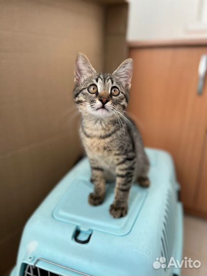 Котята в дар