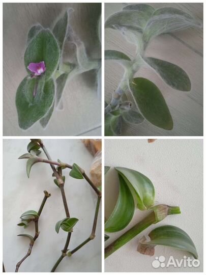 Черенки традесканции