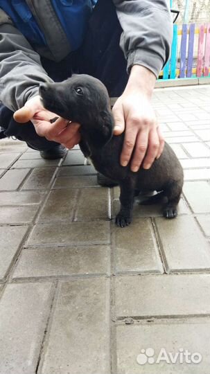 Щенок мальчик