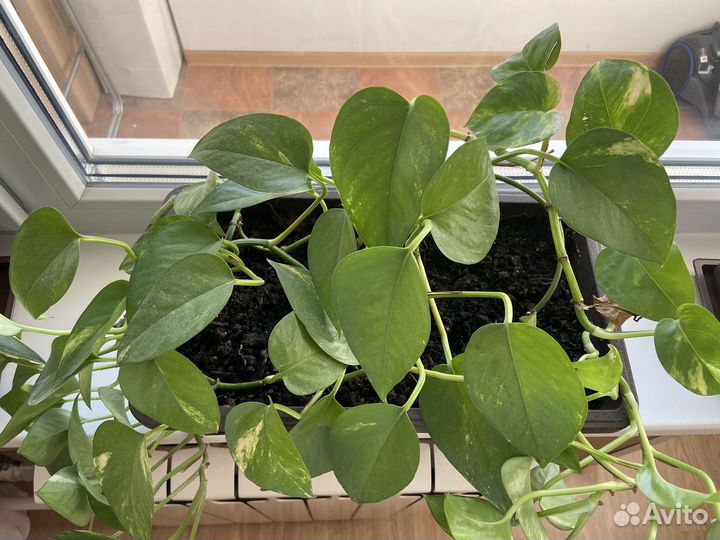 Цветы комнатные Сциндапсус