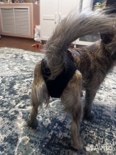 Трусы для собак