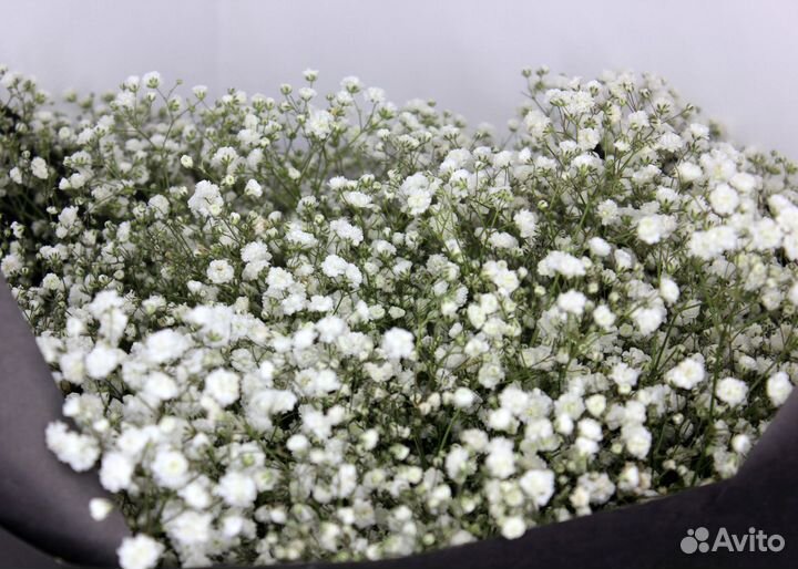 Букет Гипсофил. Гипсофила