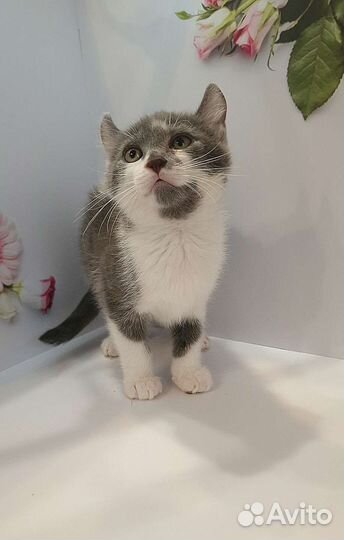 Американский керл котята