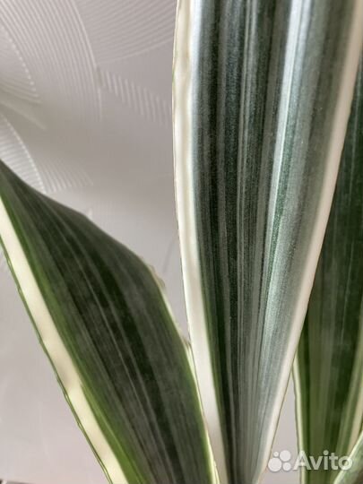 Сансевиерия Страйкер, Манолин