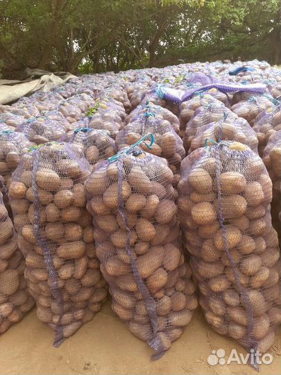 Продам картофель с доставкой