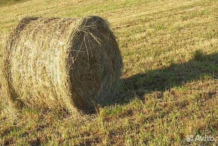 Сено в рулонах