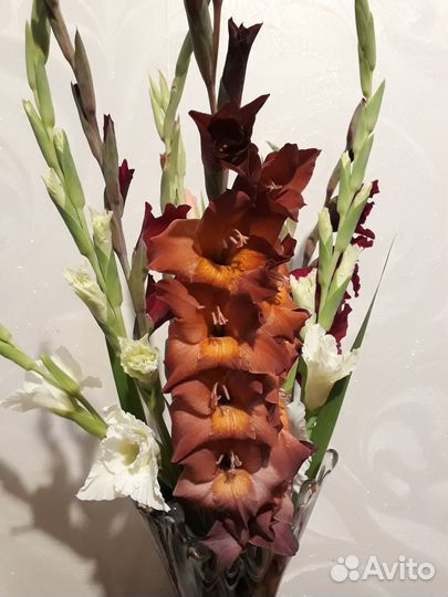 Гладиолусы луковицы