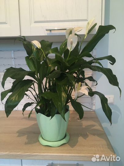 Спатифиллум