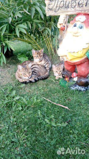 Бенгальские котята