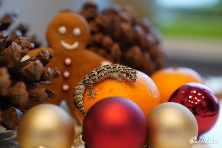 Гадюковый геккон