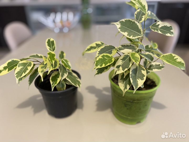 Комнатные растения