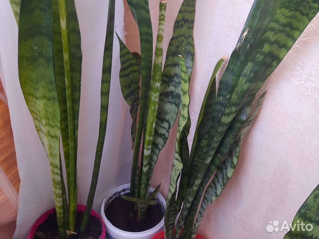 Сансевиерия (щучий хвост)
