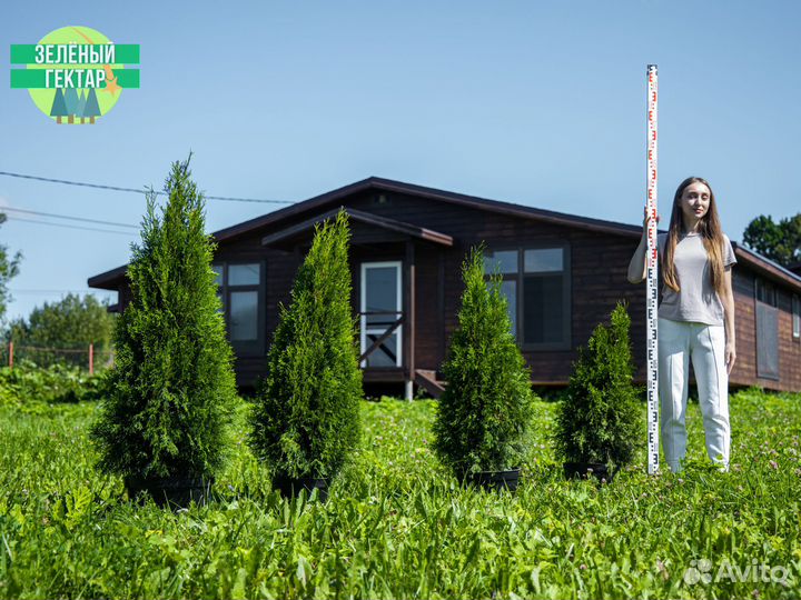 Туи смарагд 0,8 м свежая копка 2023