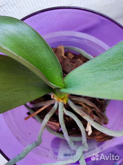 5 шт. Кашпо для орхидей и 1 орхидея