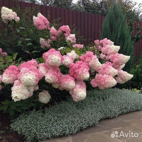 Гортензия Фрайз Мелба и Ванила Фрайз, метельчатая