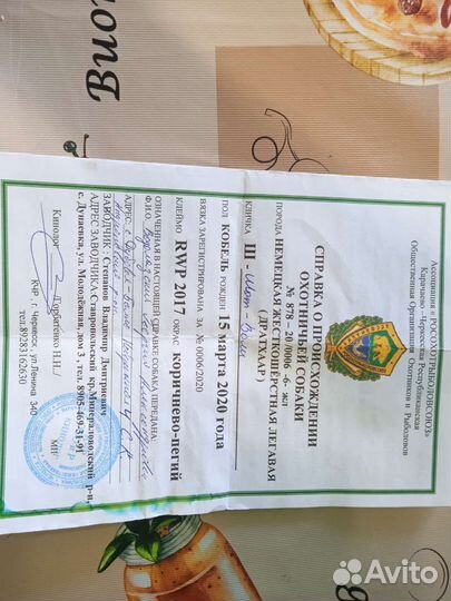 Дратхаар вязка