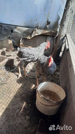 Молодые петушки