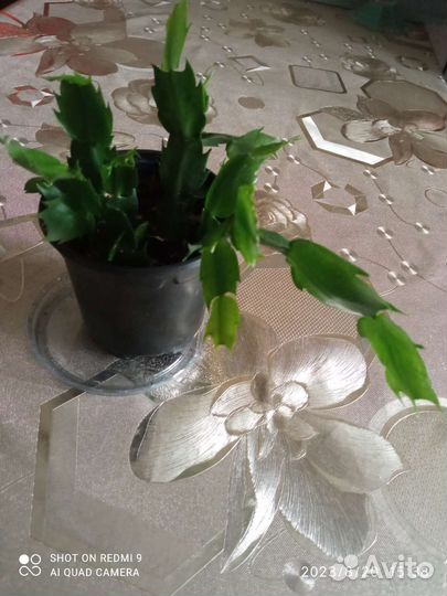 Декабрист шлюмбергера