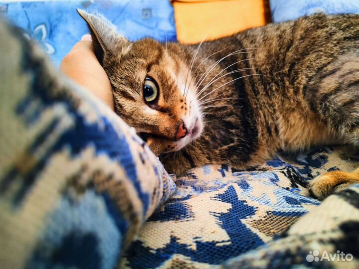 Одинокий кот ищет покой