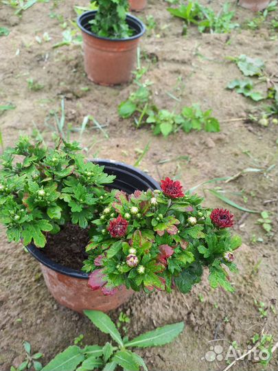 Хризантема мультифлора