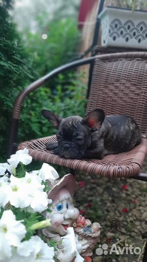 Французский бульдог щенки
