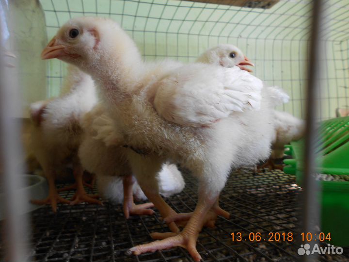 Цыплята росс-308