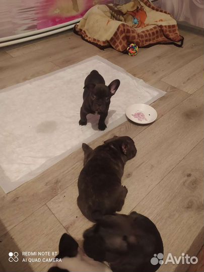 Французский бульдог щенки, мальчик