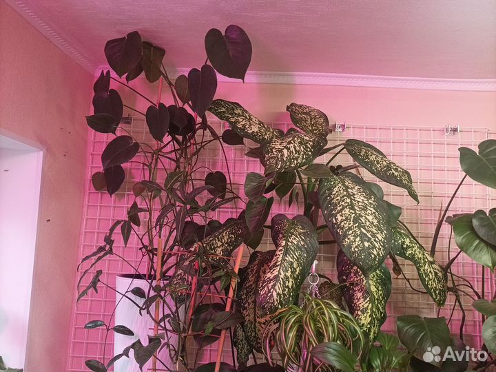 Монстера, диффенбахия, зефирантес, шефлера