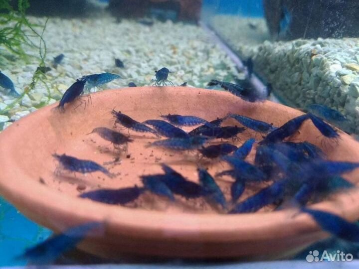 Аквариумные креветки и мини раки