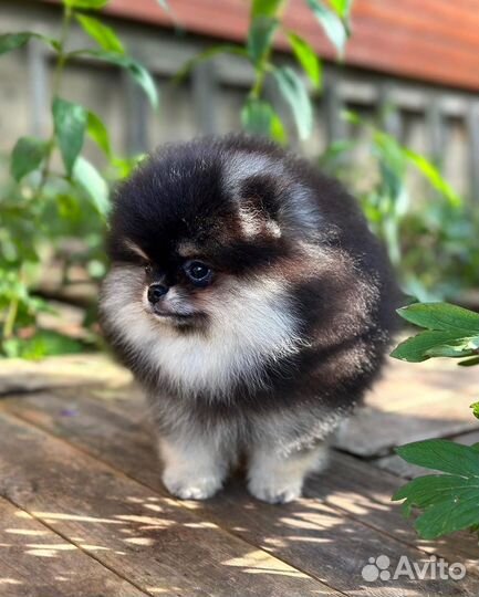 Померанский шпиц шикарная девочка