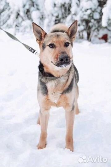 Мухтар в поисках дома