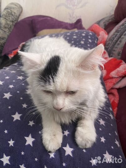 Котята отдам даром