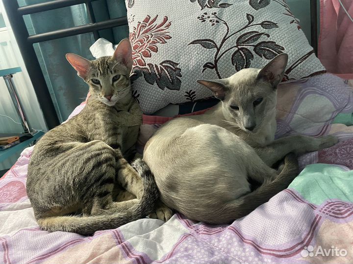 Ориентальные котята