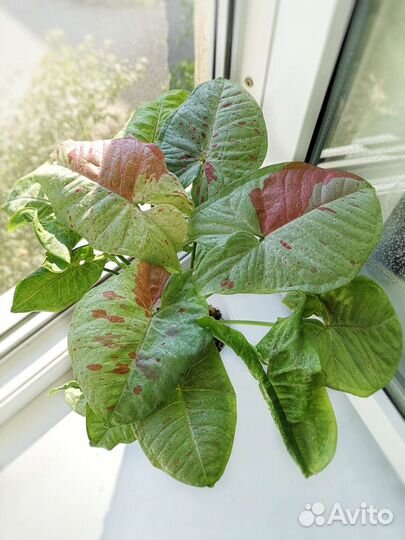 Сингониумы 5 сортов