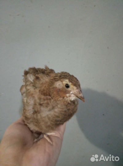 Продам перепелов