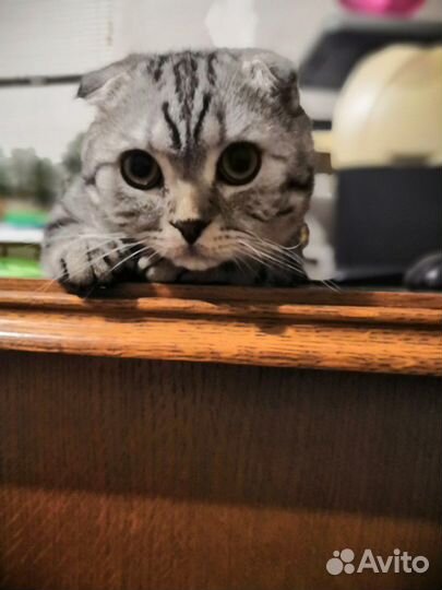 Вязка с вислоухим шотландским котом