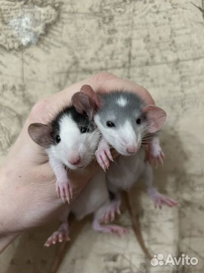 Крысята Дамбо большой выбор.Клетки