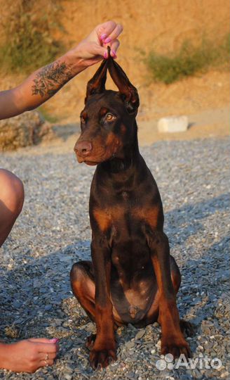 Щенки, кобели для вязки