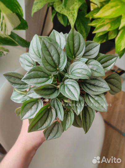 Пеперомии Silver Shine и Rosso