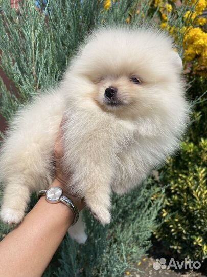 Померанский Шпиц Мини