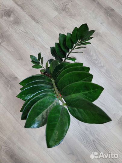 Замиокулькас черный равен